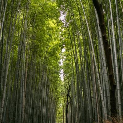 最旧版问仙奇录下载